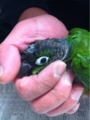 [Conure][ウロコインコ][ウロコインコ][インコ]くるみ（ねむたくなってきた）