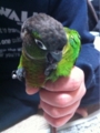 [Conure][ウロコインコ][ウロコインコ][インコ]くるみ（ネイルケア！）