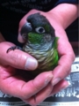 [Conure][ウロコインコ][ウロコインコ][インコ]くるみ（どっこいしょ）