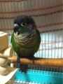 [Conure][ウロコインコ][ウロコインコ][インコ]くるみ（朝はつらいね、ボーッとしちゃう）