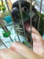 [Conure][ウロコインコ][ウロコインコ][インコ]くるみ（プニされても威張ってるんだー！）