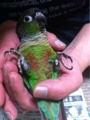 [Conure][ウロコインコ][ウロコインコ][インコ]くるみ（にぎころったー）