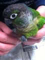 [Conure][ウロコインコ][ウロコインコ][インコ]くるみ（いたずらしてたら捕獲された！）