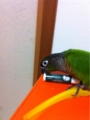 [Conure][ウロコインコ][ウロコインコ][インコ]くるみ（二つともで遊ぶー！）