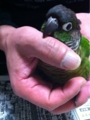 [Conure][ウロコインコ][ウロコインコ][インコ]くるみ（あいーん）