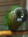 [Conure][ウロコインコ][ウロコインコ][インコ]くるみ（起きないって言ってんだろー）