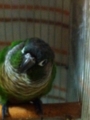 [Conure][ウロコインコ][ウロコインコ][インコ]くるみ（起きないぞー！）