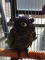 [Conure][ウロコインコ][ウロコインコ][インコ]くるみ（こんな姿を撮影すんなっ！）