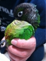 [Conure][ウロコインコ][ウロコインコ][インコ]くるみ（もふもふするーっ！）