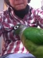 [Conure][ウロコインコ][ウロコインコ][インコ]くるみ（何か撮影中？）