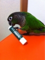 [Conure][ウロコインコ][ウロコインコ][インコ]くるみ（リップクリーム大好きっ！）