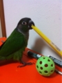 [Conure][ウロコインコ][ウロコインコ][インコ]くるみ（一筆書きましょう！）