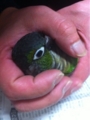 [Conure][ウロコインコ][ウロコインコ][インコ]くるみ（あちゃっ！）