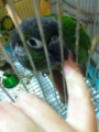 [Conure][ウロコインコ][ウロコインコ][インコ]くるみ（おはがぶっ）