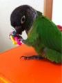 [Conure][ウロコインコ][ウロコインコ][インコ]くるみ（懐かしいおもちゃゲットっ！）