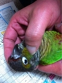 [Conure][ウロコインコ][ウロコインコ][インコ]くるみ（ころん）