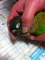 [Conure][ウロコインコ][ウロコインコ][インコ]くるみ（ZZZ）