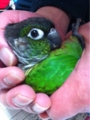 [Conure][ウロコインコ][ウロコインコ][インコ]くるみ（うにゃ？）