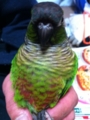 [Conure][ウロコインコ][ウロコインコ][インコ]くるみ（どーんっ！）