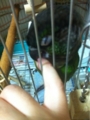 [Conure][ウロコインコ][ウロコインコ][インコ]くるみ（噛むんだー！）