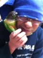 [Conure][ウロコインコ][ウロコインコ][インコ]くるみ（メガネ大好きなんだー！）