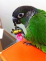 [Conure][ウロコインコ][ウロコインコ][インコ]くるみ（今は目玉クリップに夢中なのー！）