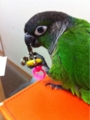 [Conure][ウロコインコ][ウロコインコ][インコ]くるみ（今は目玉クリップに夢中なのー！）