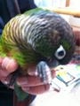 [Conure][ウロコインコ][ウロコインコ][インコ]くるみ（待たされた！）