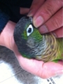 [Conure][ウロコインコ][ウロコインコ][インコ]くるみ（機嫌悪いって怒られてるの！）