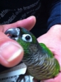 [Conure][ウロコインコ][ウロコインコ][インコ]くるみ（ガブっさせてー！）