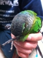 [Conure][ウロコインコ][ウロコインコ][インコ]くるみ（何でもいいや）