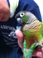 [Conure][ウロコインコ][ウロコインコ][インコ]くるみ（恥ずかしいじゃないかっ！）