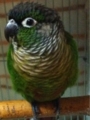 [Conure][ウロコインコ][ウロコインコ][インコ]くるみ（もふ2）