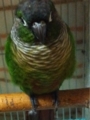 [Conure][ウロコインコ][ウロコインコ][インコ]くるみ（もふ3）