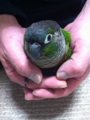 [Conure][ウロコインコ][ウロコインコ][インコ]くるみ（最初のうちはおとなしいんだよ）