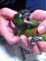 [Conure][ウロコインコ][ウロコインコ][インコ]くるみ（完全にリラックス～）