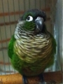 [Conure][ウロコインコ][ウロコインコ][インコ]くるみ（またしばらく寒いって？）