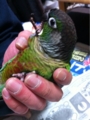 [Conure][ウロコインコ][ウロコインコ][インコ]くるみ（怒ったって聞いてないけどさー）