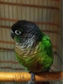 [Conure][ウロコインコ][ウロコインコ][インコ]くるみ（あんよ隠してもふ）