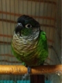 [Conure][ウロコインコ][ウロコインコ][インコ]くるみ（そっぽ向いてもふ）