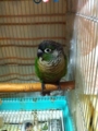 [Conure][ウロコインコ][ウロコインコ][インコ]くるみ（遠目だとかわいいって何さ？）