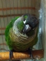 [Conure][ウロコインコ][ウロコインコ][インコ]くるみ（起きるんかい！のもふ）