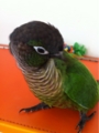 [Conure][ウロコインコ][ウロコインコ][インコ]くるみ（天気もいいし、のんびり）