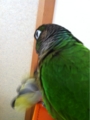 [Conure][ウロコインコ][ウロコインコ][インコ]くるみ（ビーちゃん、ぽいっ）