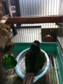 [Conure][ウロコインコ][ウロコインコ][インコ]くるみ（露天はいい天気に限るねぇ）