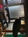 [Conure][ウロコインコ][ウロコインコ][インコ]くるみ（逆光でのほほーん）