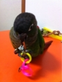 [Conure][ウロコインコ][ウロコインコ][インコ]くるみ（うひゃー、楽しいっ！）