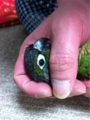 [Conure][ウロコインコ][ウロコインコ][インコ]くるみ（ごめんなさい、降参です）