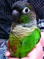 [Conure][ウロコインコ][ウロコインコ][インコ]くるみ（はろ）