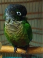 [Conure][ウロコインコ][ウロコインコ][インコ]くるみ（寝起きもふ）